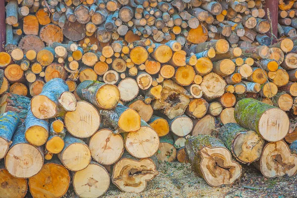 Wooden logs pile — Stock Photo, Image