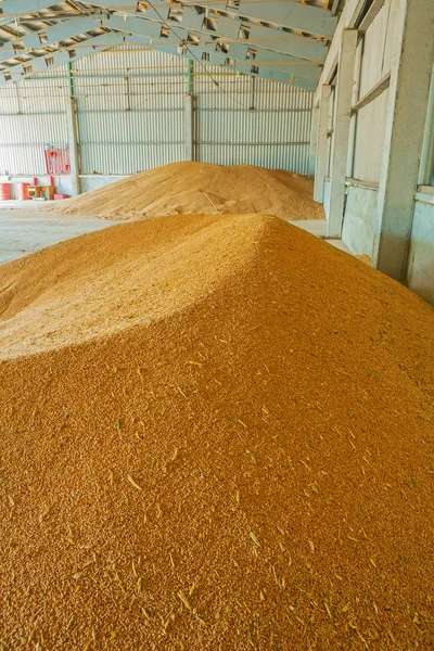 小麦玉米仓库中 — 图库照片