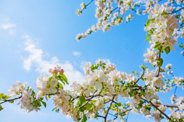 Elma ağacının dalı