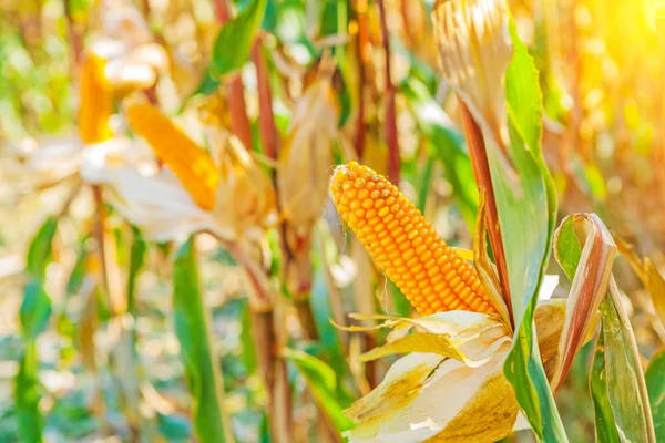 Orejas de maíz en las plantas —  Fotos de Stock