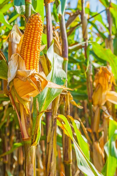 Ear of corn on plant — Stock Photo, Image