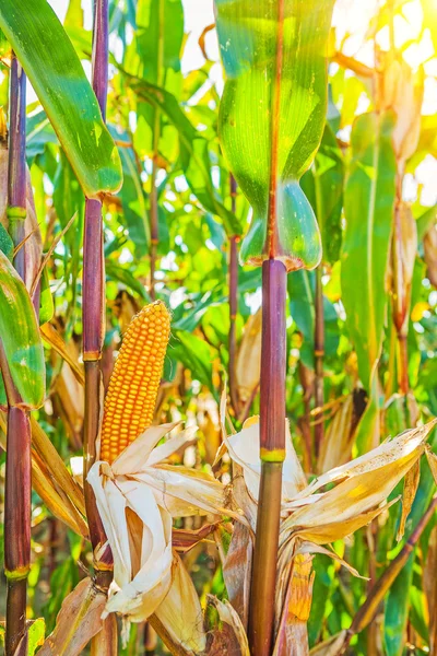 Rijp maïs planten — Stockfoto