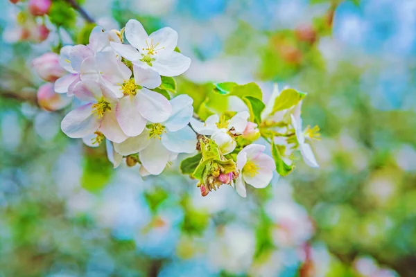 Tak van appelboom — Stockfoto