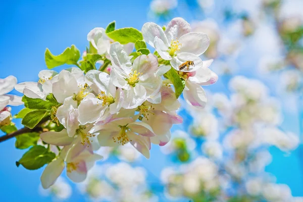 Bloeiende appelboom — Stockfoto