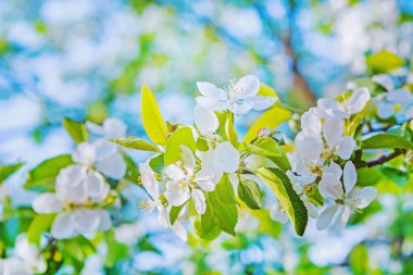 Kiraz ağacı çiçeği