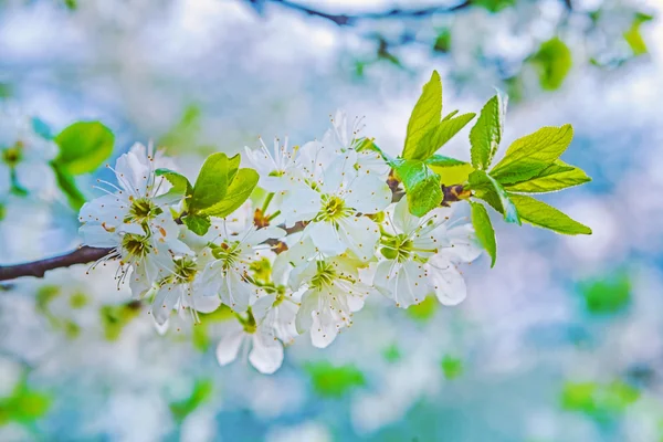Blomstrende kirsebærtre – stockfoto