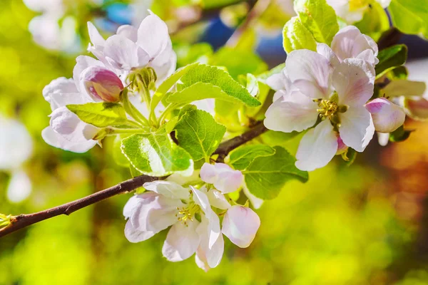 Tak van appelboom — Stockfoto