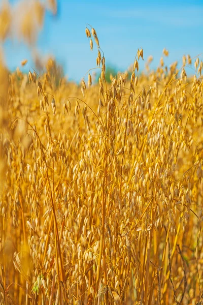 View on oat plants with sky — Stock Photo, Image