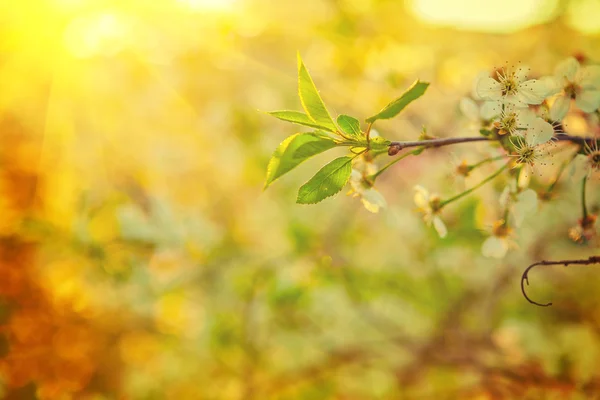 Branch of blossoming cherry tree — Stock Photo, Image