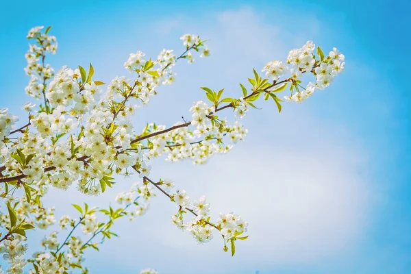 Branch of cherry tree — Stock Photo, Image