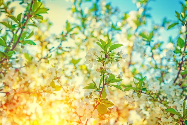Blommande cherry tree — Stockfoto
