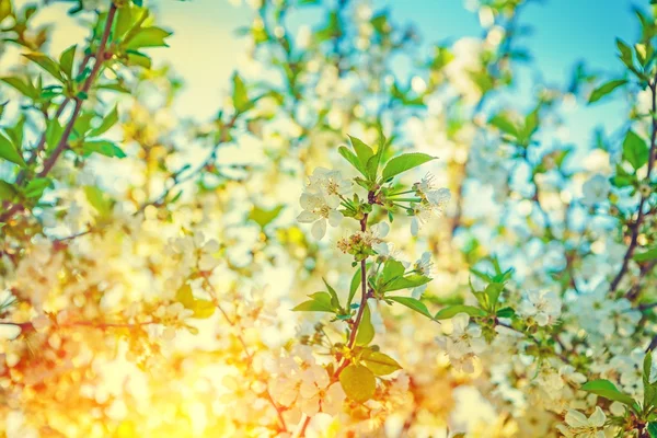 Blossoming cherry tree — Stock Photo, Image