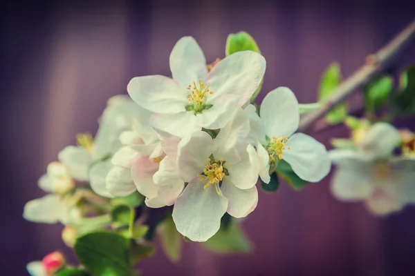 Drzewo kwiatów kwitnących wiśni — Zdjęcie stockowe