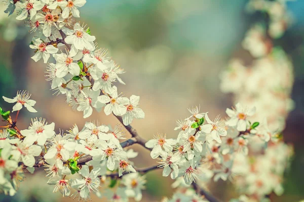 白花樱桃树 — 图库照片