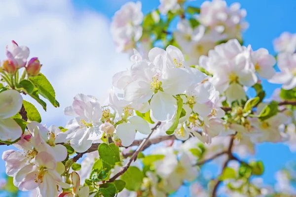 Spring flowers of  apple tree — Stock Photo, Image