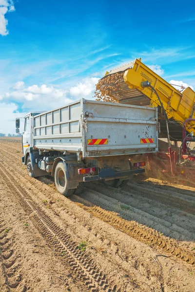 Loading potatoes in tipper — Stock Photo, Image