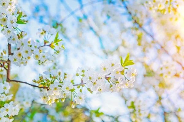 Cerejeira com flores brancas — Fotografia de Stock