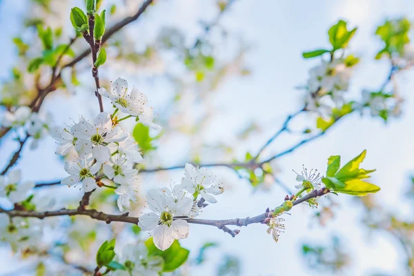 Cherry tree with white flowers — Stock Photo, Image
