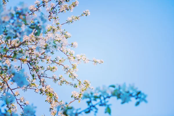 Blossom of apple tree — Stock Photo, Image