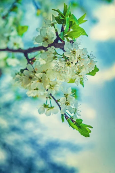 Kiraz ağacı çiçeği — Stok fotoğraf