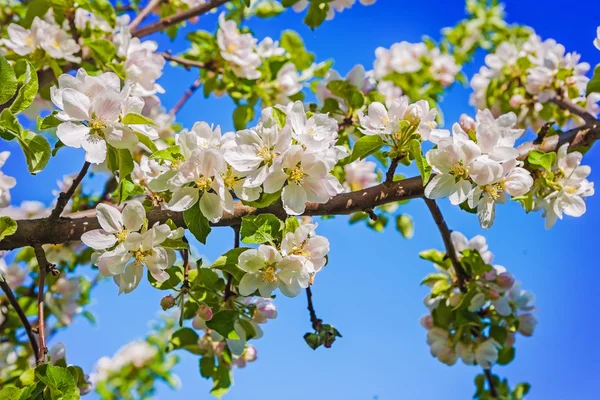 Bllosoming van appelboom — Stockfoto