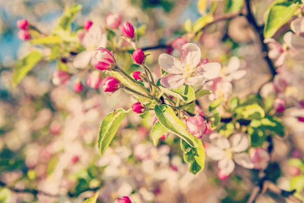 Flor de manzano — Foto de Stock