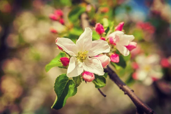 Tak van bloeiende appelboom — Stockfoto