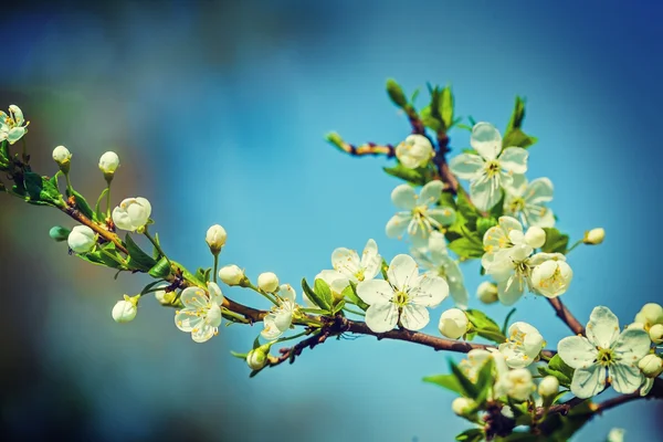 Albero ciliegio fiorito — Foto Stock