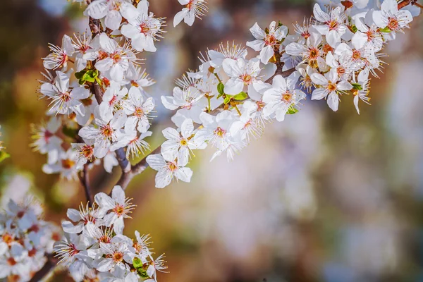 Gałąź Kwitnąca wiśnia drzewo — Zdjęcie stockowe