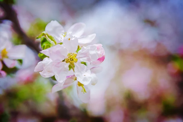 Bloem van appelboom — Stockfoto