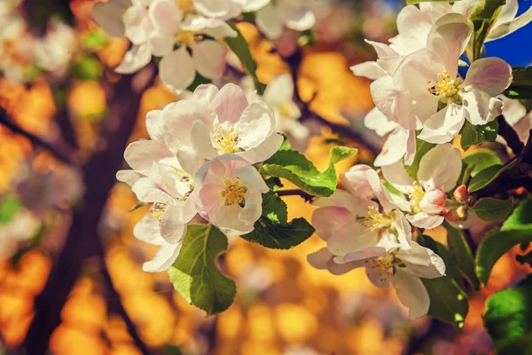 Blossoming flowers of apple tree — Stock Photo, Image