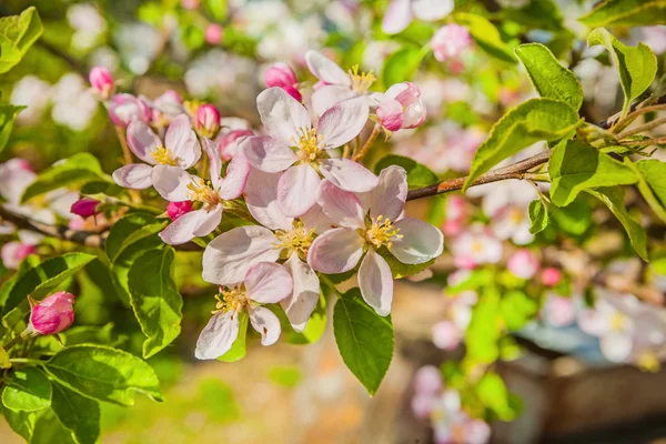 苹果树的花 — 图库照片