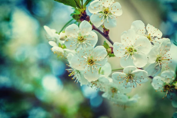 Fiori di ciliegio fiorito — Foto Stock