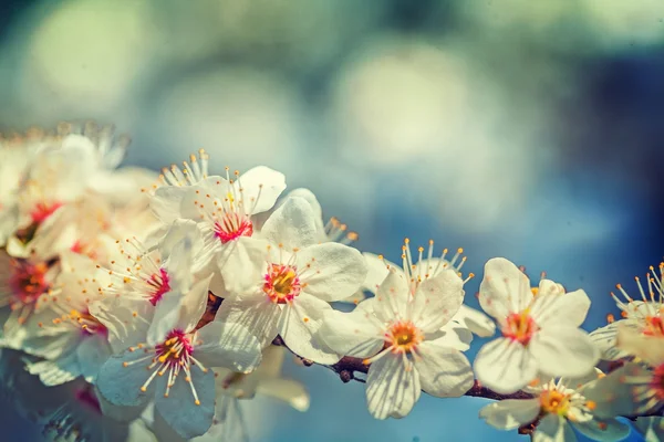 Rama de cerezo en flor —  Fotos de Stock