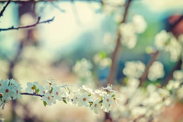 Gałąź Kwitnąca wiśnia drzewo — Zdjęcie stockowe