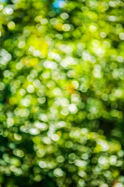 Green summer bokeh — Stock Photo, Image