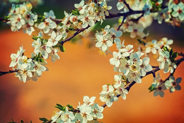 Blossom of cherry tree — Stock Photo, Image