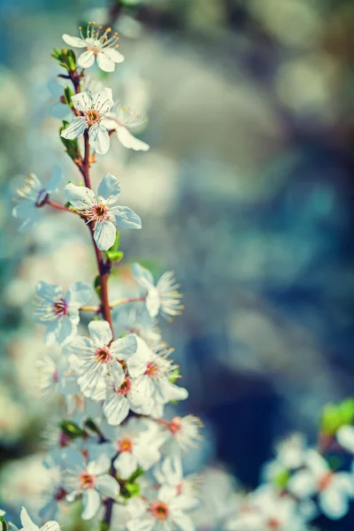 盛开的樱花树的分支 — 图库照片