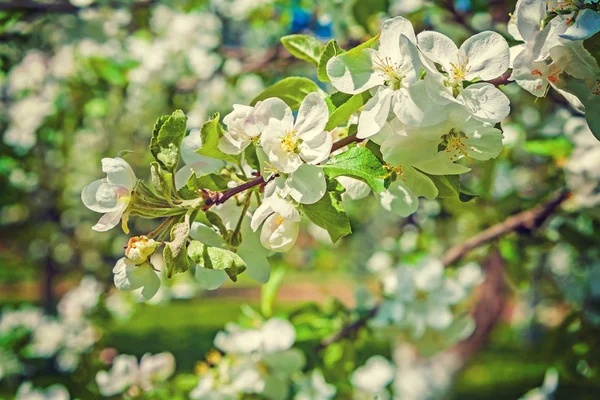 Branch of  blossoming apple treee — Stock Photo, Image