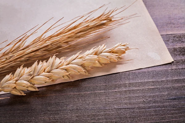 Ears of wheat on vintage paper — Stock Photo, Image