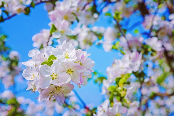 Blossoming of apple tree — Stock Photo, Image