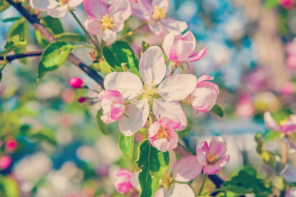 Floraler Frühling Hintergrund — Stockfoto