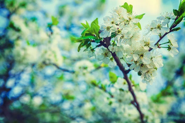 Floral spring background — Stock Photo, Image