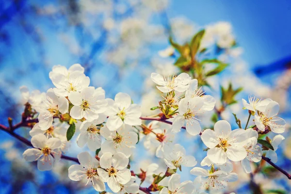 Floral spring background — Stock Photo, Image