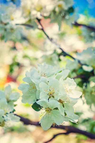 Bloemen voorjaar achtergrond — Stockfoto