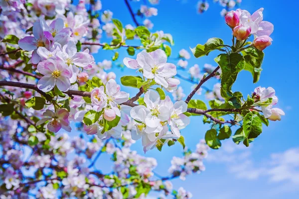 Blossom pohon apel — Stok Foto
