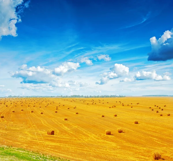 Vue sur champ de blé récolté — Photo