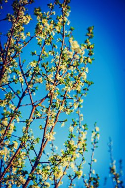 Çiçek açması, beyaz çiçekleri kiraz ağacı