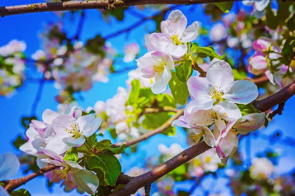 Apple tree flowers — Stock Photo, Image