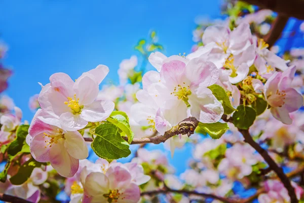 Blossoming apple tree flowers — Stock Photo, Image